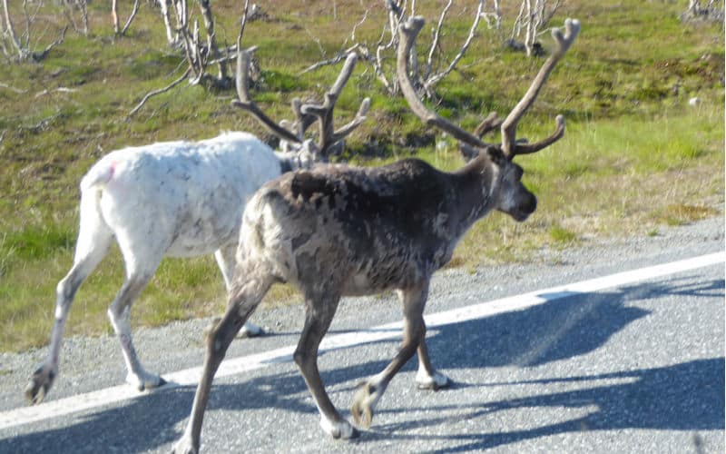 rb_arn_ctnolo_1 Fascination Cap Nord & Lofoten 27