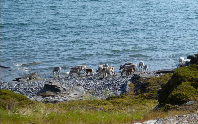 rb_arn_ctnolo_3 Fascination Cap Nord & Lofoten 26