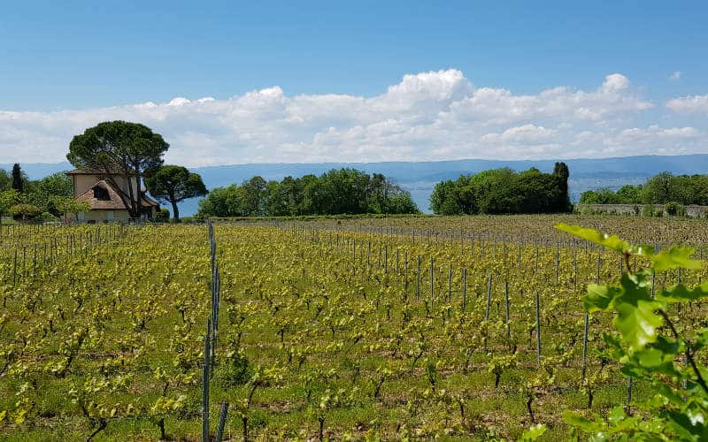 rb_greve_ctfalp_52 Französisches Alpenseen Panorama 8