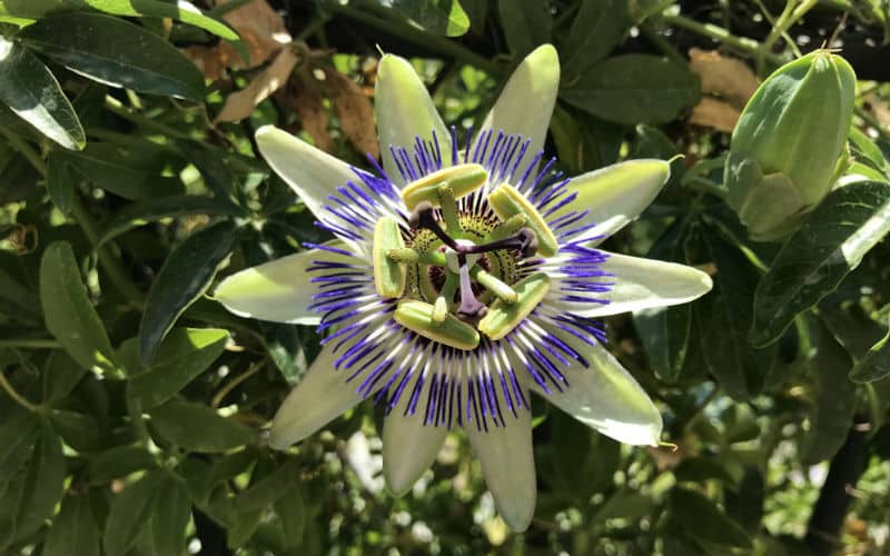 rb_lipp_czbemm_27 Vom Berner Oberland bis ans Mittelmeer 20