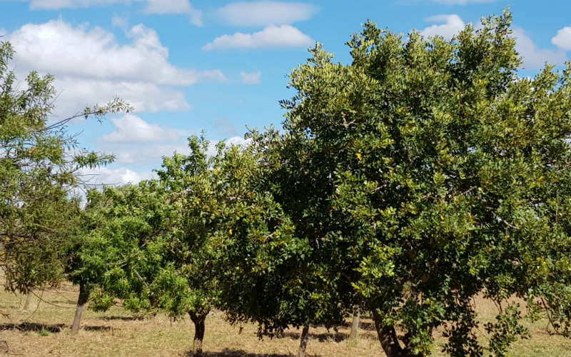 rb_megert_ctmall13 Buenos Dias Mallorca 19