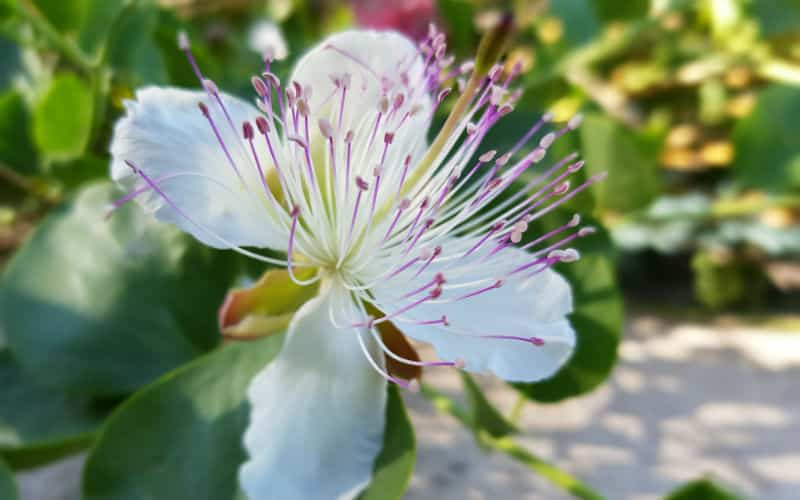 rb_megert_ctmall18 Buenos Dias Mallorca 10