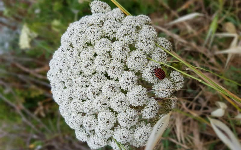 rb_megert_ctmall25 Buenos Dias Mallorca 17