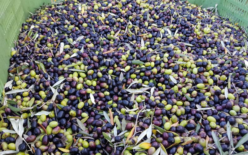 rb_schädeli_ctdovi_11 La Dolce Vita & Co. 13