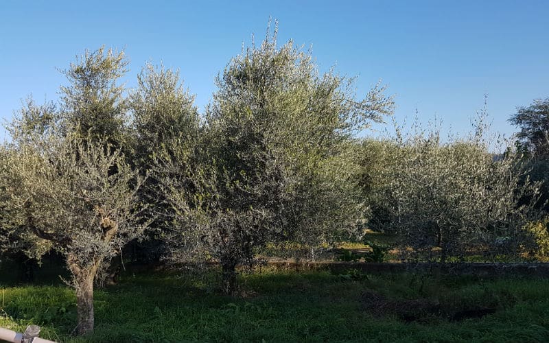 rb_schädeli_ctdovi_9 La Dolce Vita & Co. 11