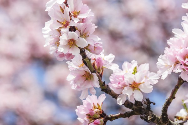 Mandelblüte auf Sizilien 9