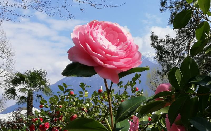 rb_abegg_drekate_11 Zauberhafte Kamelienblüte im Tessin 12