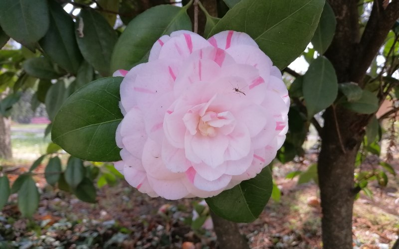 rb_abegg_drekate_12 Zauberhafte Kamelienblüte im Tessin 13