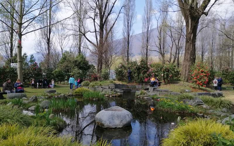 rb_abegg_drekate_13 Zauberhafte Kamelienblüte im Tessin 14