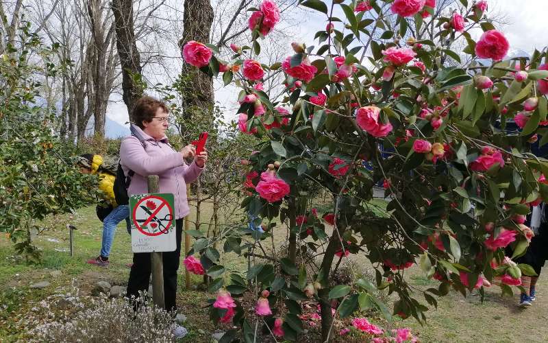 rb_abegg_drekate_14 Zauberhafte Kamelienblüte im Tessin 15