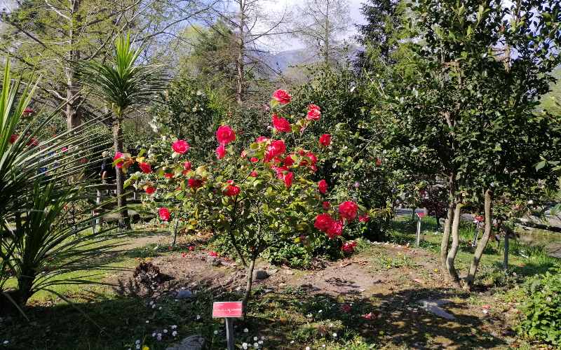 rb_abegg_drekate_19 Zauberhafte Kamelienblüte im Tessin 20