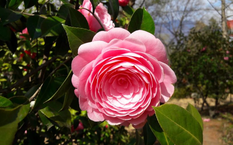 rb_abegg_drekate_26 Zauberhafte Kamelienblüte im Tessin 27