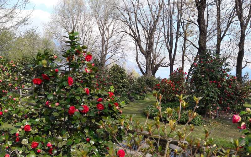 rb_abegg_drekate_27 Zauberhafte Kamelienblüte im Tessin 28