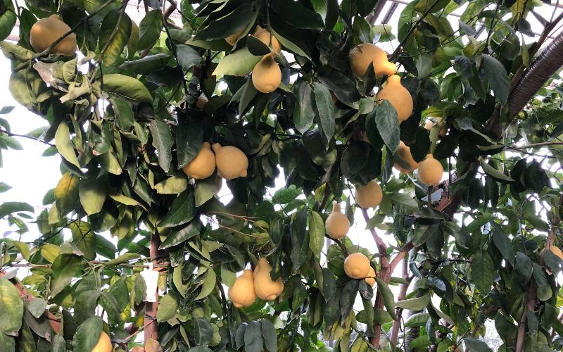 rb_daehler_dsptosk_39 Preiskracher Toskana mit Jacqueline Dähler 42