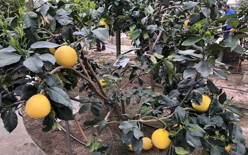 rb_daehler_dsptosk_41 Preiskracher Toskana mit Jacqueline Dähler 44