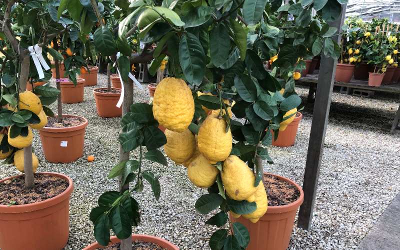 rb_daehler_dsptosk_44 Preiskracher Toskana mit Jacqueline Dähler 47