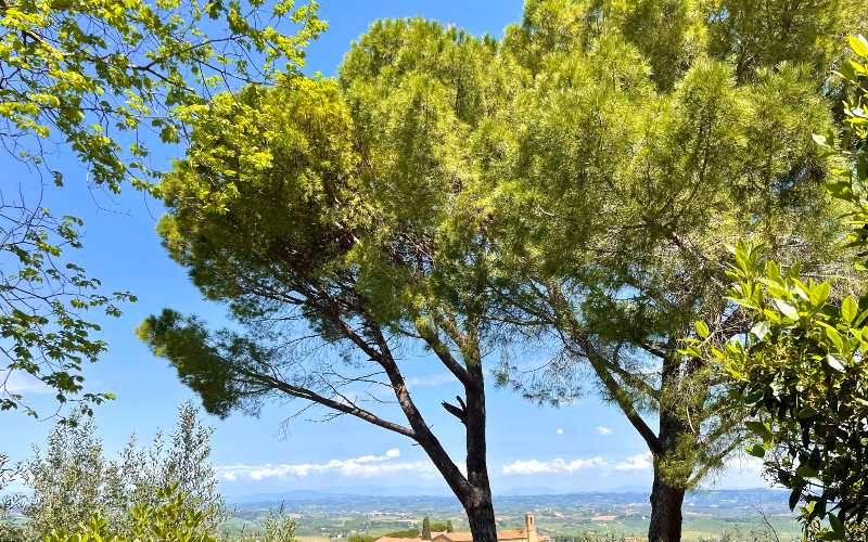 rb_alheit_drecisa_19 Cinque Terre – Elba – San Gimignano 23