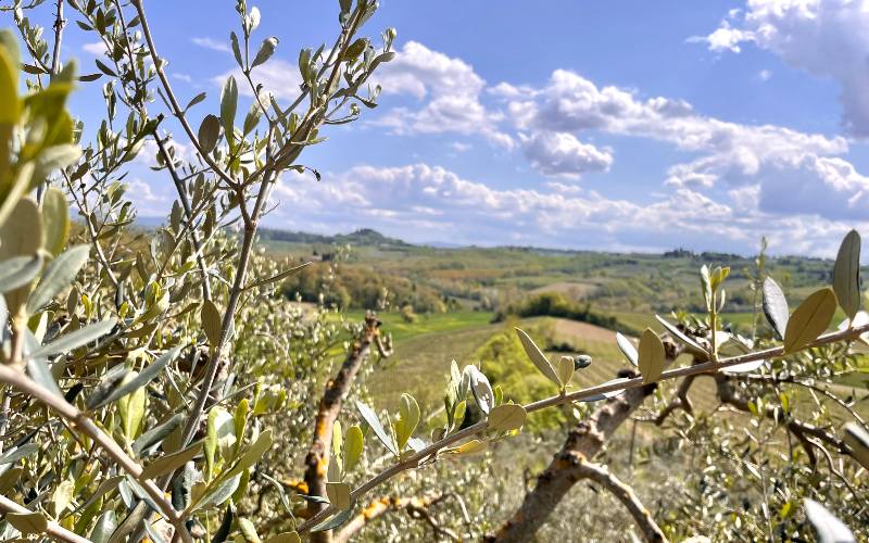 rb_alheit_drecisa_26 Cinque Terre – Elba – San Gimignano 30