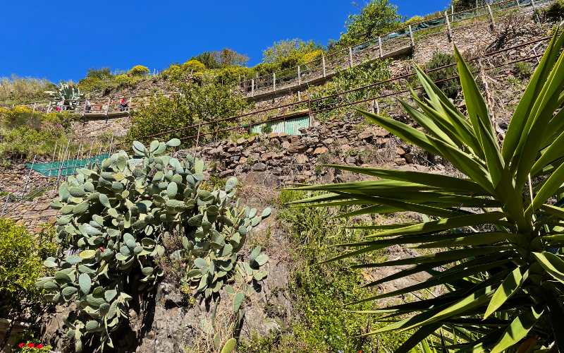 rb_alheit_drecisa_35 Cinque Terre – Elba – San Gimignano 39