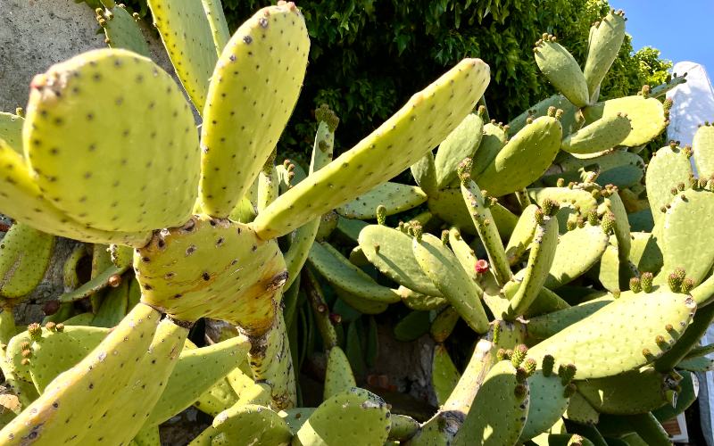 rb_alheit_drecisa_43 Cinque Terre – Elba – San Gimignano 47