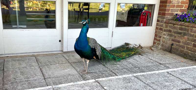 rb_dbbsude_alheit-20 Südengland – Gärten, Schlösser & Dampfzüge mit Barbara Alheit 53