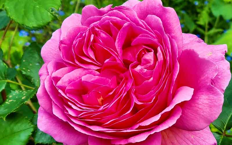 rb_drekent_alheit-25 Grafschaft Kent 5