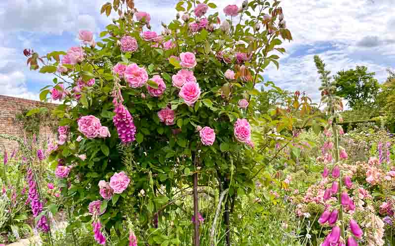 rb_drekent_alheit-35 Grafschaft Kent 37