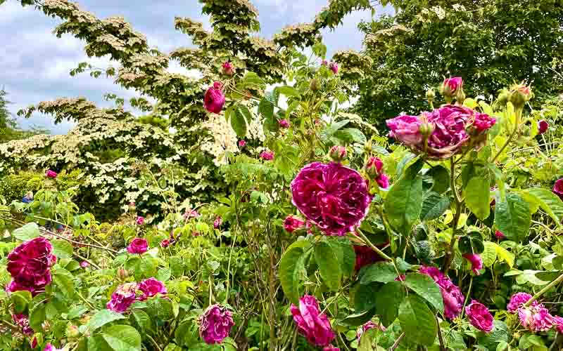 rb_drekent_alheit-4 Grafschaft Kent 26