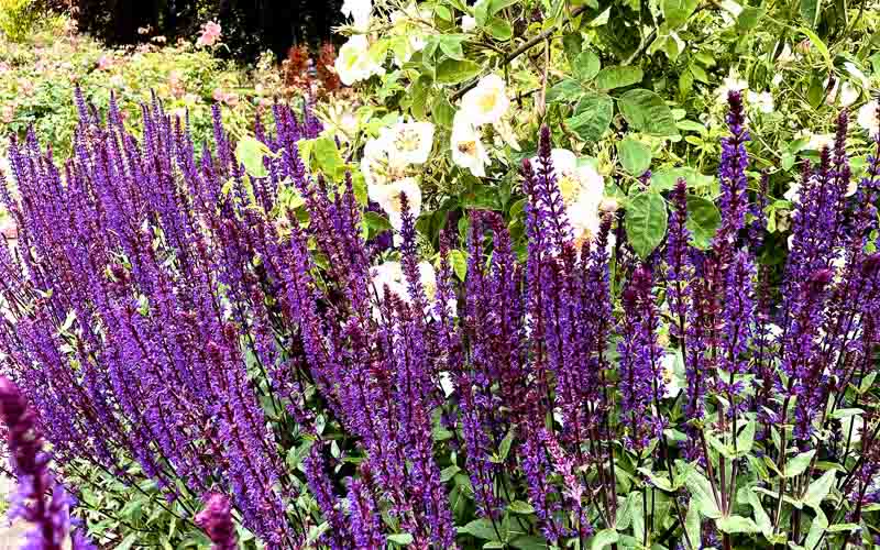 rb_drekent_alheit-5 Grafschaft Kent 25