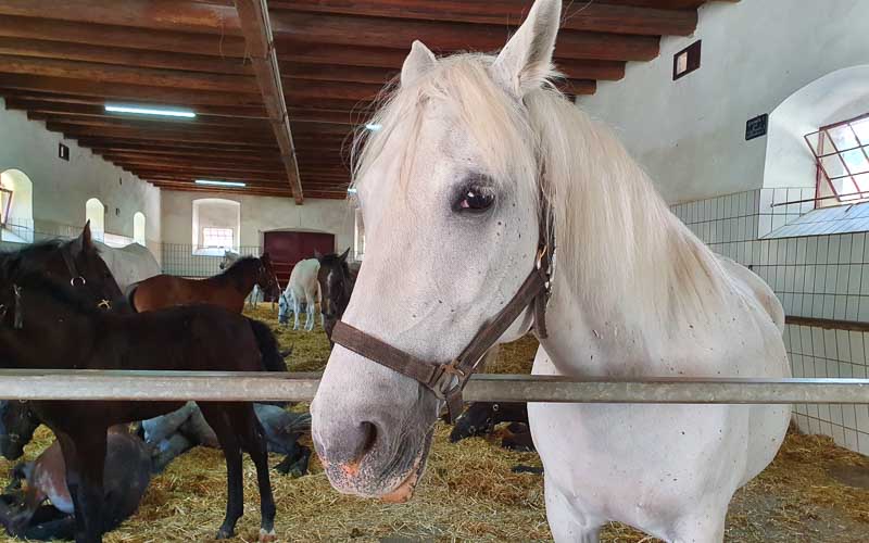 rb_dreaust_gerber-27 Servus Österreich mit Susanne Gerber 59