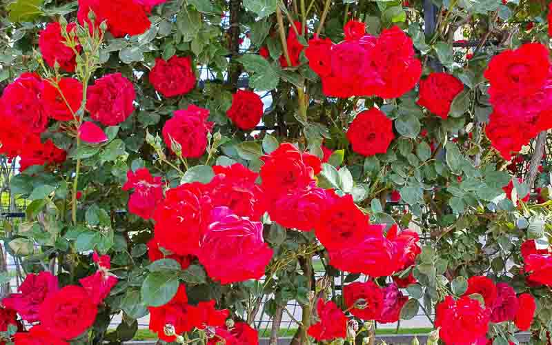 rb_dreaust_gerber-44 Servus Österreich mit Susanne Gerber 15