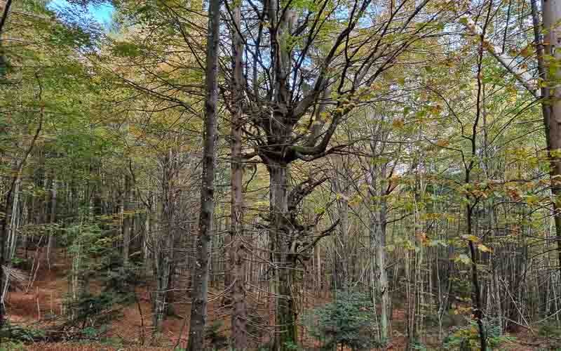 rb_Degiorgi_RH243-47 Plitvice Nationalpark & der Schatz am Silbersee mit Daniele Degiorgi 50