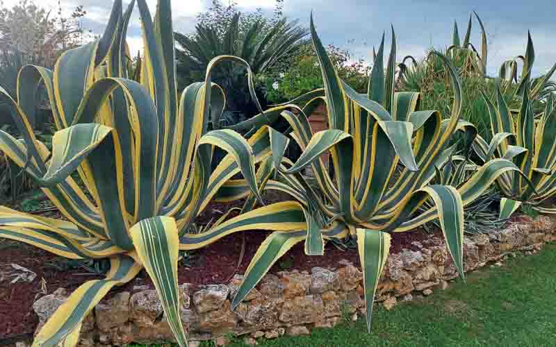 rb_Giovanoli_RH156-42 Von der Toskana zur Insel Elba 45