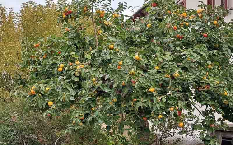 rb_Giovanoli_RH156-43 Von der Toskana zur Insel Elba 46