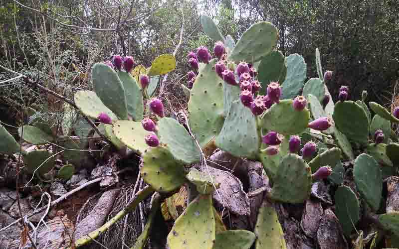 rb_Giovanoli_RH156-5 Von der Toskana zur Insel Elba 8