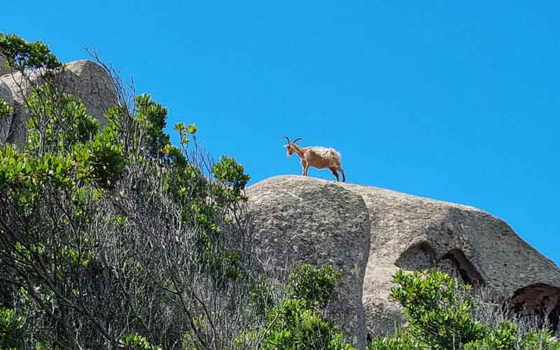 rb_degiorgi_RH181_-36 Küstenwandern auf Sardinien mit Daniele Degiorgi 39