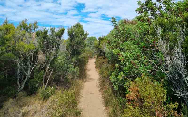 rb_degiorgi_RH181_-38 Küstenwandern auf Sardinien mit Daniele Degiorgi 41