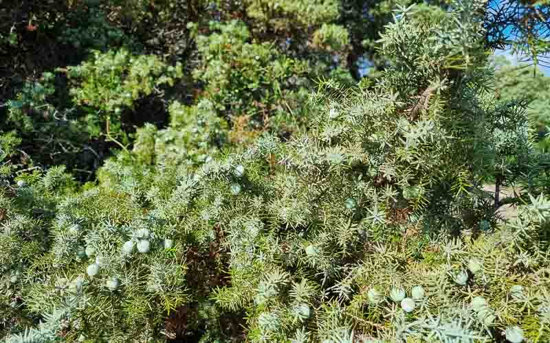 rb_degiorgi_RH181_-56 Küstenwandern auf Sardinien mit Daniele Degiorgi 59