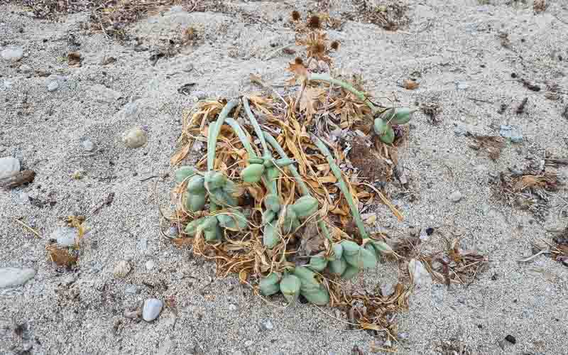 rb_degiorgi_RH181_-9 Küstenwandern auf Sardinien mit Daniele Degiorgi 12