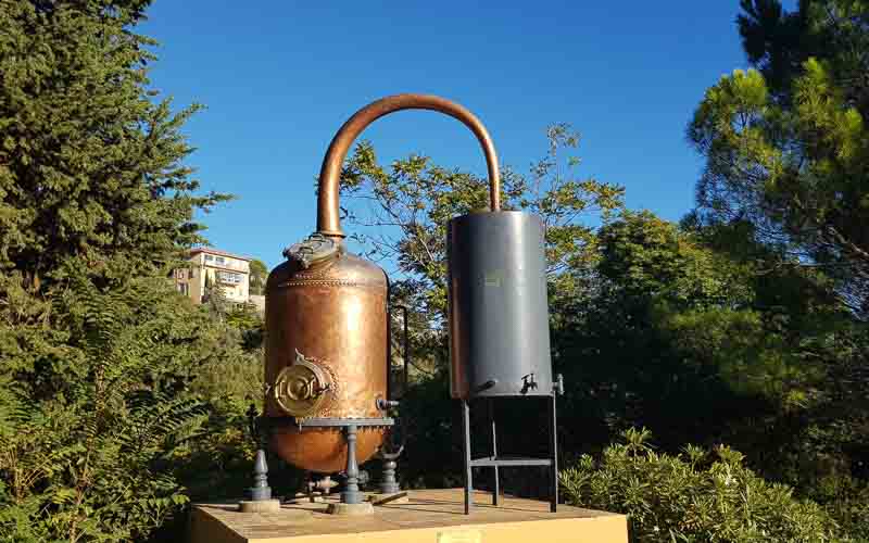 rb_raimann_dwablum-24 Wandern an der Blumenriviera mit Isabella Raimann 26