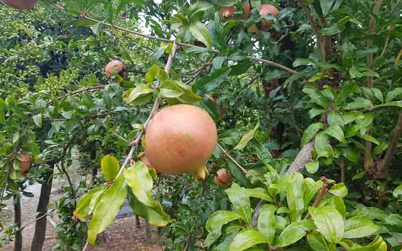 rb_raimann_dwablum-27 Wandern an der Blumenriviera mit Isabella Raimann 29