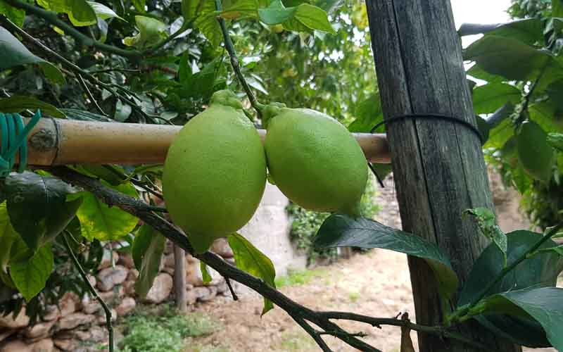 rb_raimann_dwablum-29 Wandern an der Blumenriviera mit Isabella Raimann 31