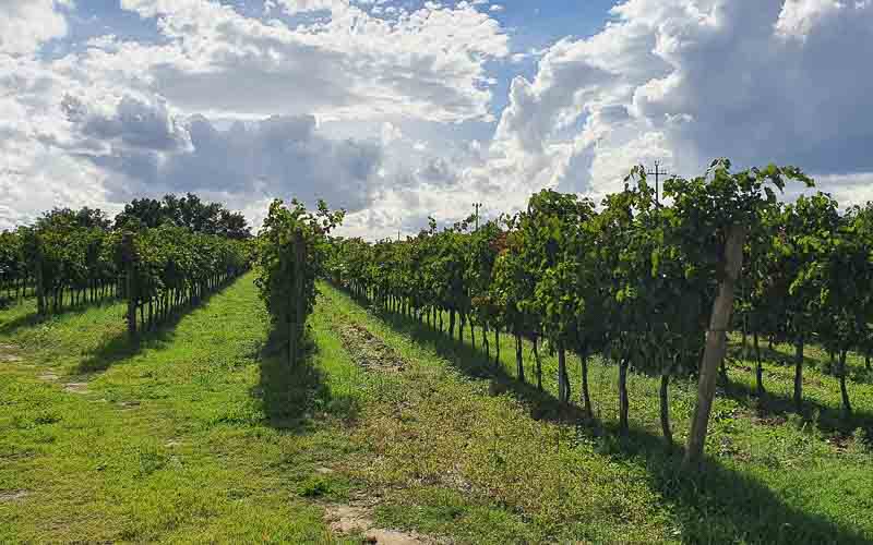 rb_stöckli_RH270-48 Weinwandern in der Südtoskana mit Silvia Stöckli 51