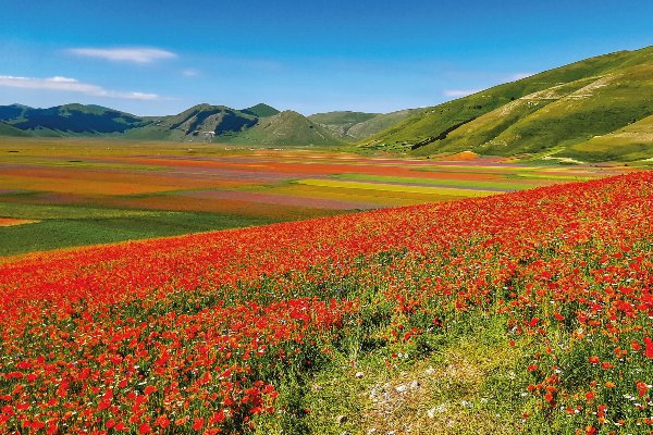 Mohn-, Lavendel- & Linsenblüte in Umbrien 132