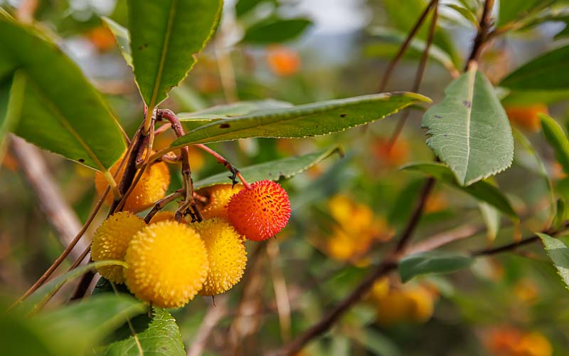 rb_Frauchig_RH136-5 Wandern in den Cinque Terre mit Daniel Frauchiger 7