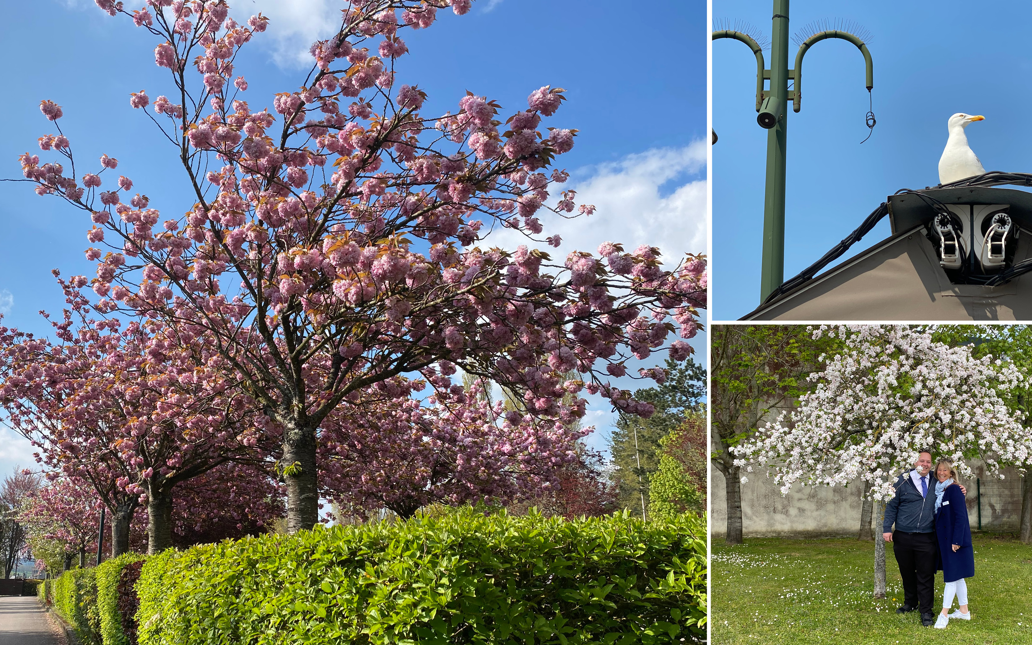 Apfelblüte in der Normandie mit Sibylle Bally  8