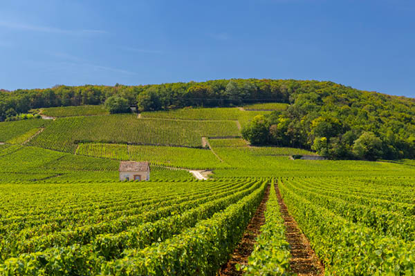 La Bourgogne, un certain savoir vivre 21