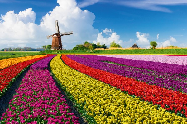 Holland zur Tulpenblüte 69