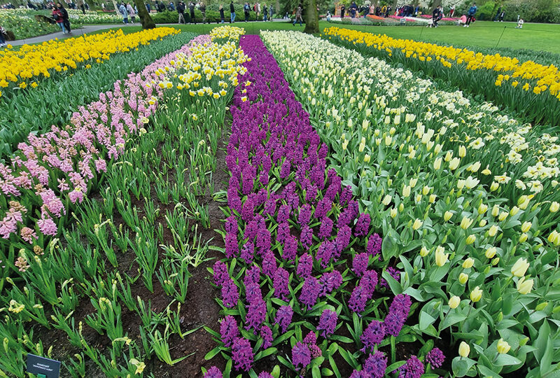 Osterflussfahrt, zur Tulpenblüte nach Holland mit Gisela Jähn 1