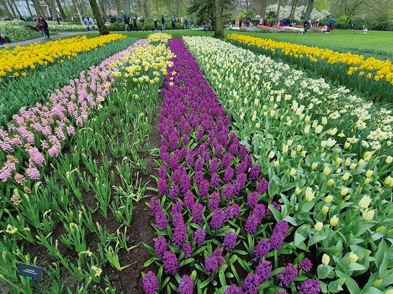 Osterflussfahrt, zur Tulpenblüte nach Holland mit Gisela Jähn 3